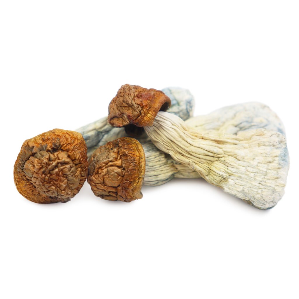 The Ultimate Guide to Magic Mushrooms in Canada