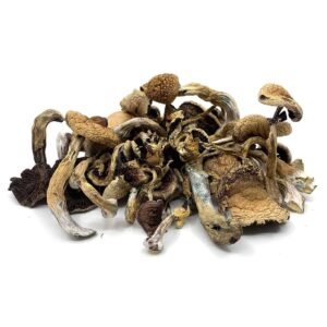 Golden Teacher Magic truffles