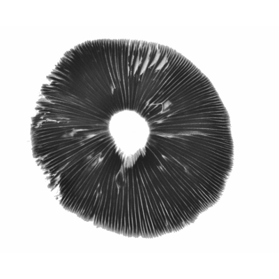 PES Amazonian psilocybe cubensis spore print