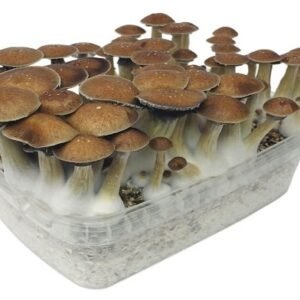 Stealthbox McKennaii (7)